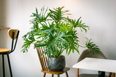 15 Lacy TREE PHILODENDRON Split Leaf Cut-leaf Selloum House Plant Seeds